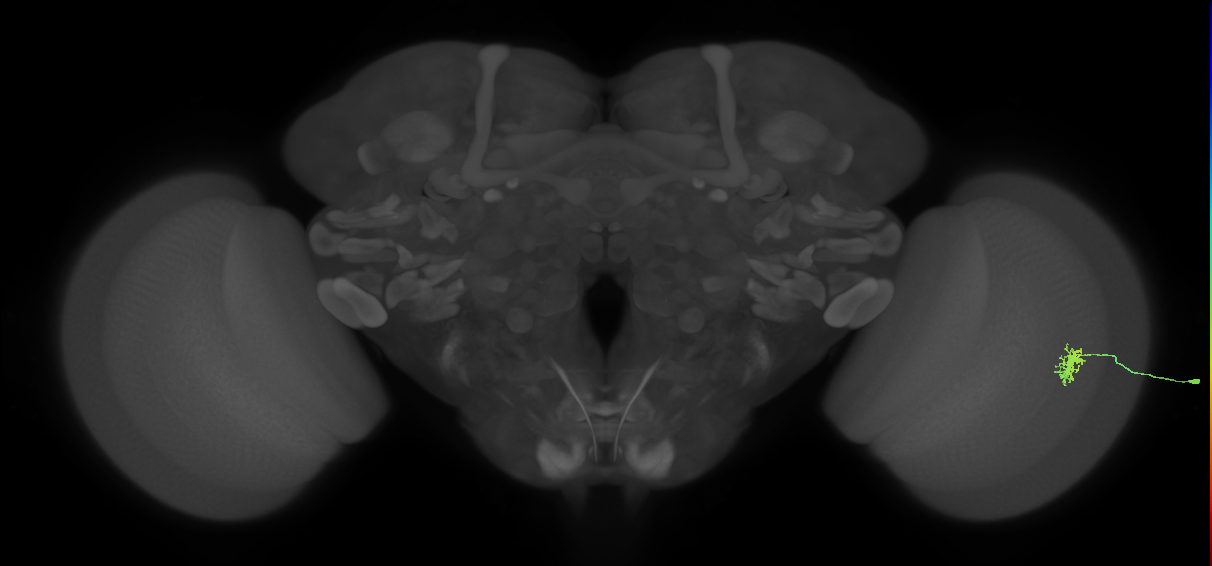 Dm8a_R (MaleCNS:80230)