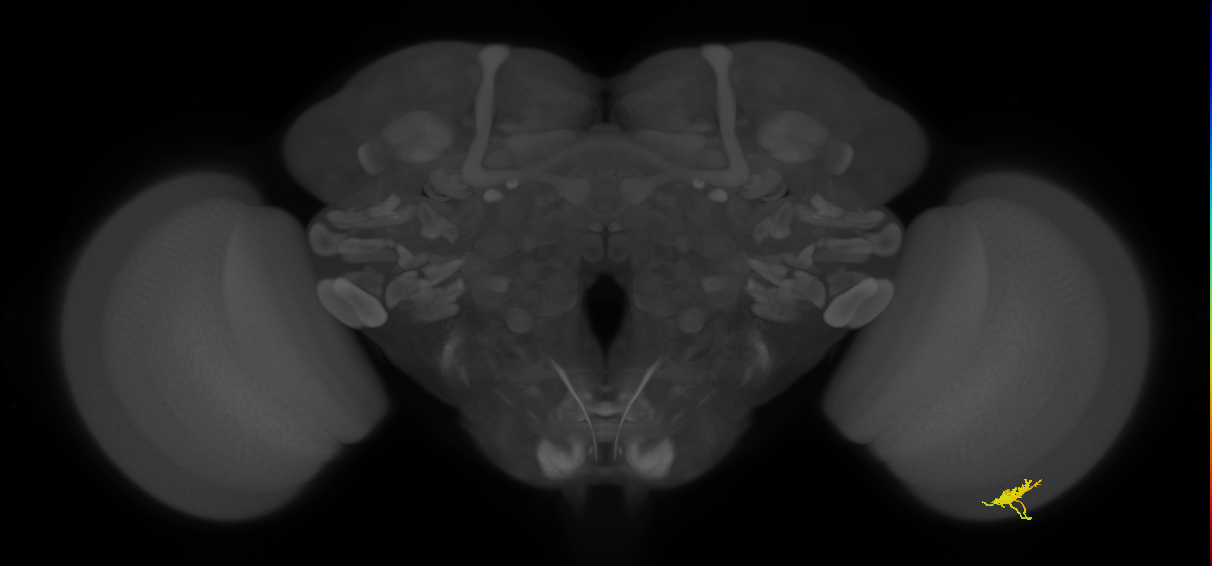 Dm8a_R (MaleCNS:83469)