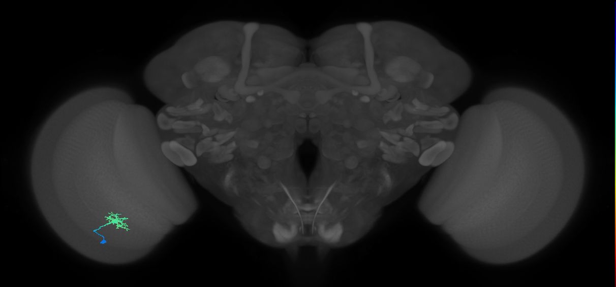 Dm8a_L (MaleCNS:92550)