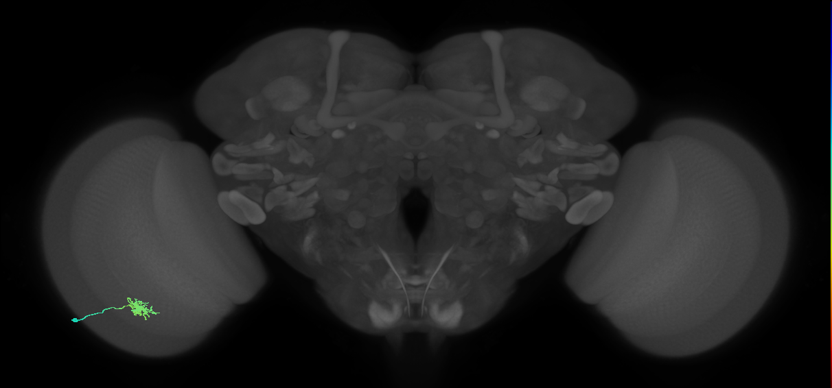 Dm8a_L (MaleCNS:78505)