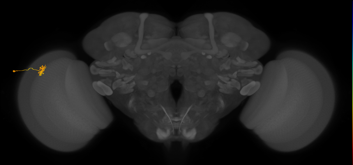 Dm8a_L (MaleCNS:86561)