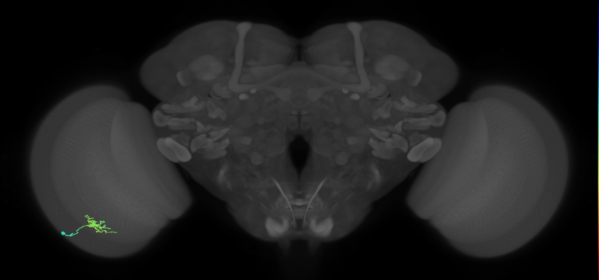 Dm8b_L (MaleCNS:544981)