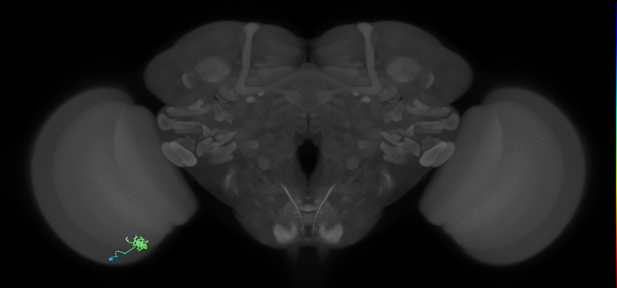 Dm8b_L (MaleCNS:137583)