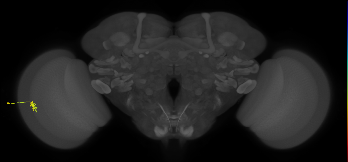 Dm8b_L (MaleCNS:108945)