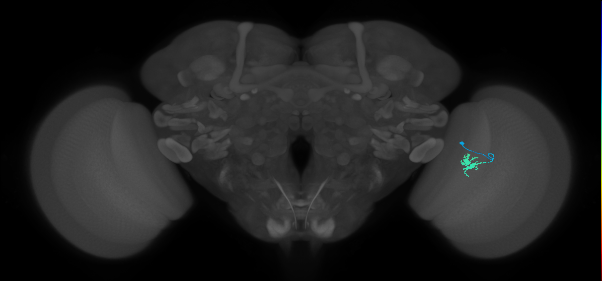 Dm8b_R (MaleCNS:99062)