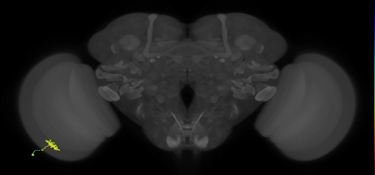 Dm8b_L (MaleCNS:61673)