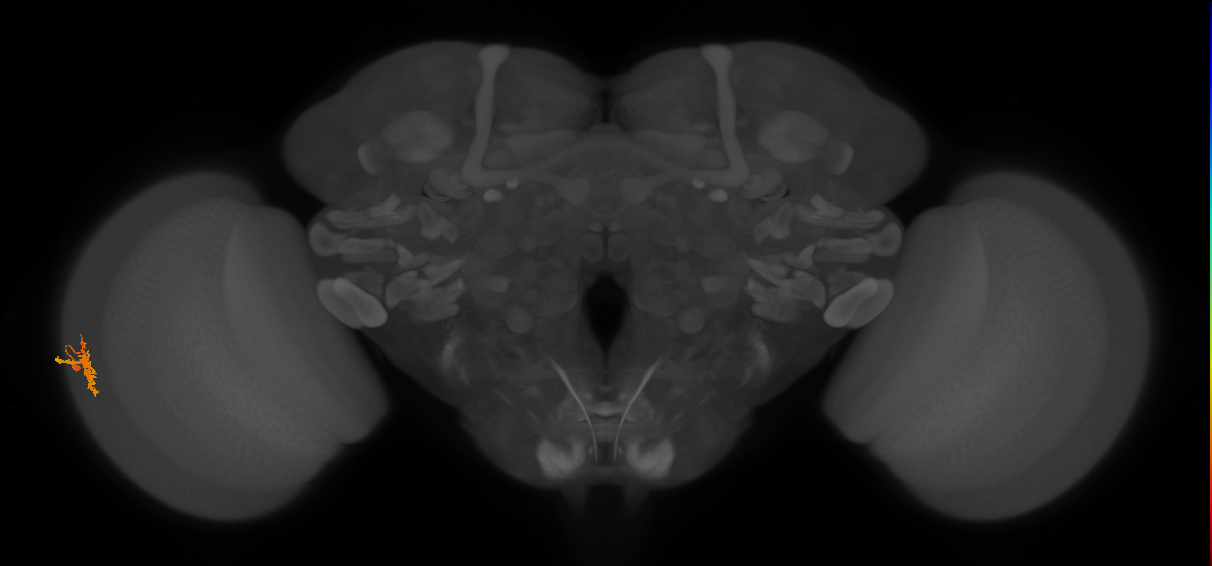 Dm8b_L (MaleCNS:158752)