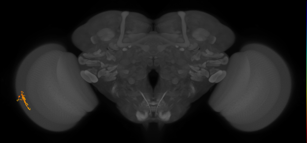Dm8b_L (MaleCNS:164654)