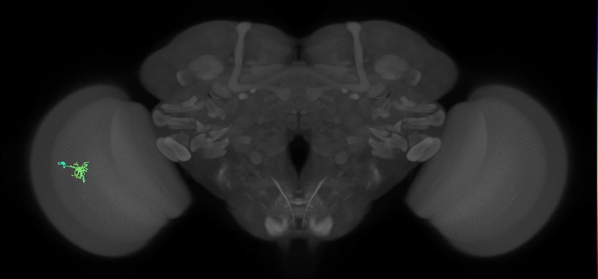Dm8b_L (MaleCNS:77571)