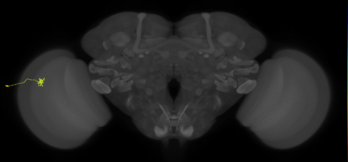 Dm8b_L (MaleCNS:56798)