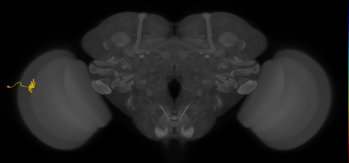 Dm8b_L (MaleCNS:61183)