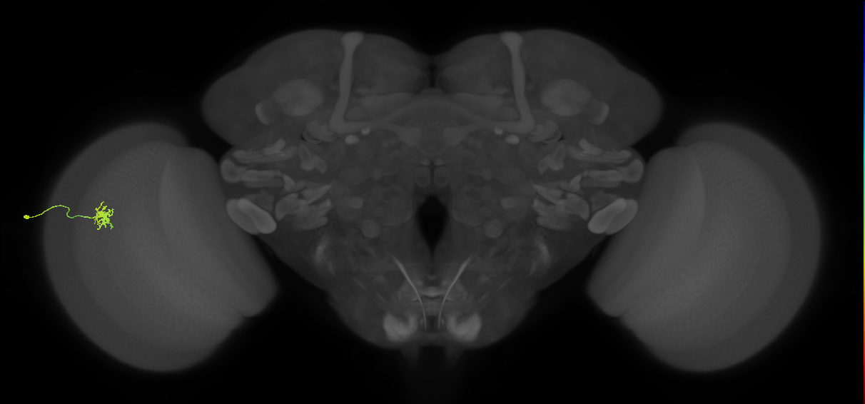 Dm8b_L (MaleCNS:133046)