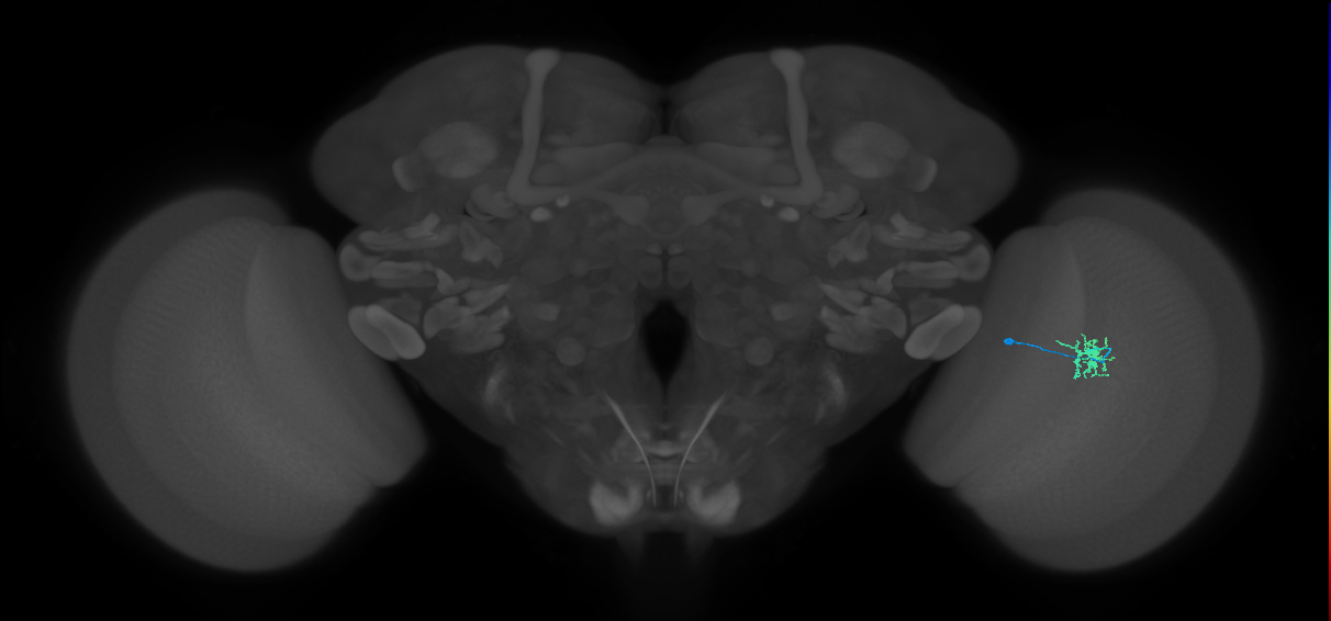 Dm8b_R (MaleCNS:538013)