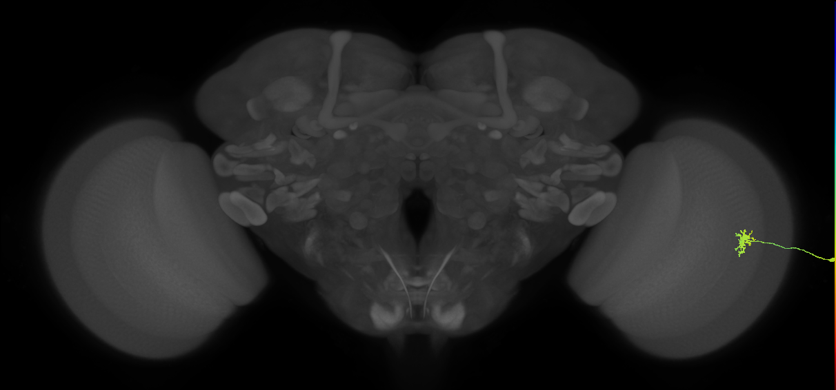 Dm8b_R (MaleCNS:146440)