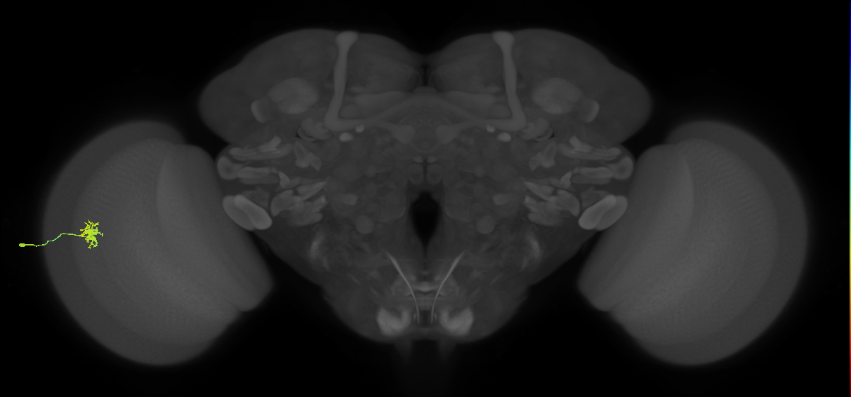 Dm8b_L (MaleCNS:76184)