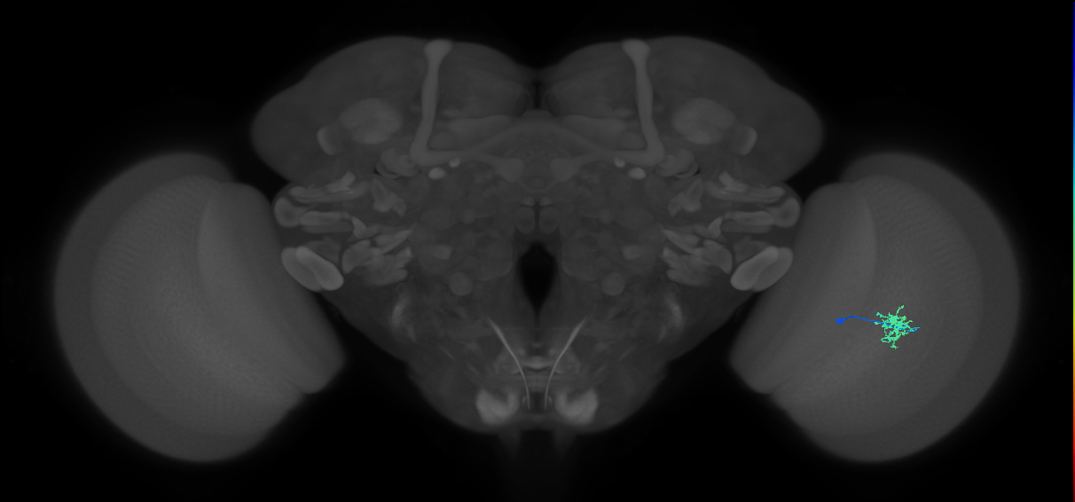 Dm8b_R (MaleCNS:75696)