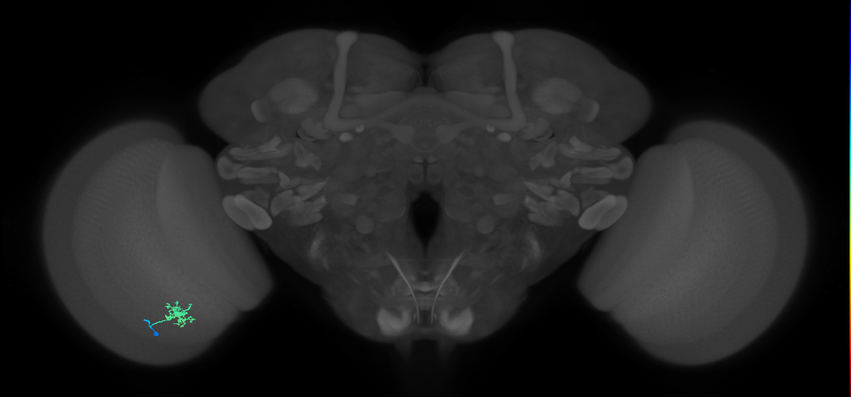 Dm8b_L (MaleCNS:543198)