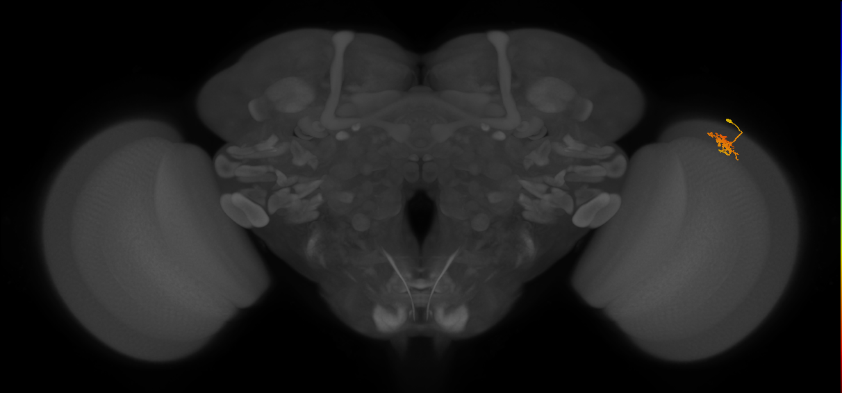 Dm8b_R (MaleCNS:72008)
