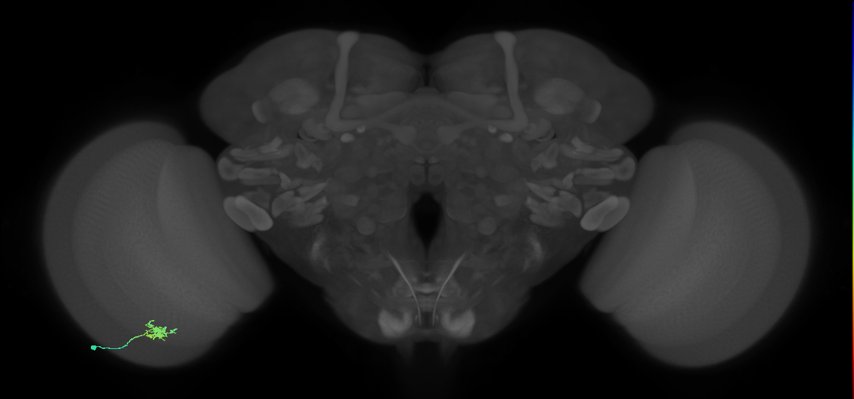 Dm8b_L (MaleCNS:158339)