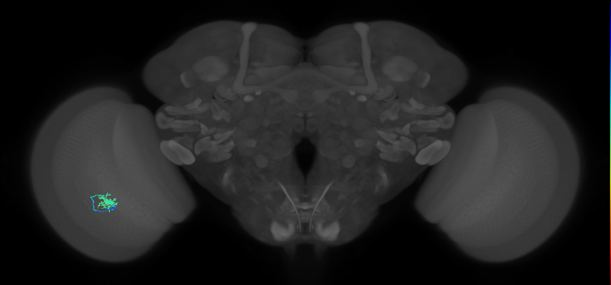 Dm8b_L (MaleCNS:96468)