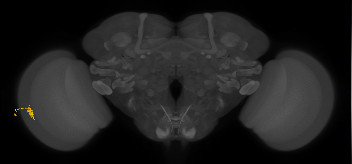 Dm8b_L (MaleCNS:534348)