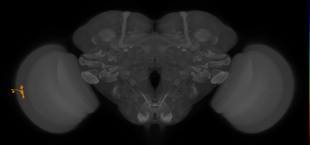 Dm8b_L (MaleCNS:149745)