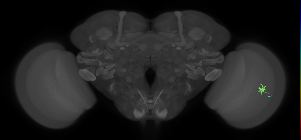 Dm8b_R (MaleCNS:90144)