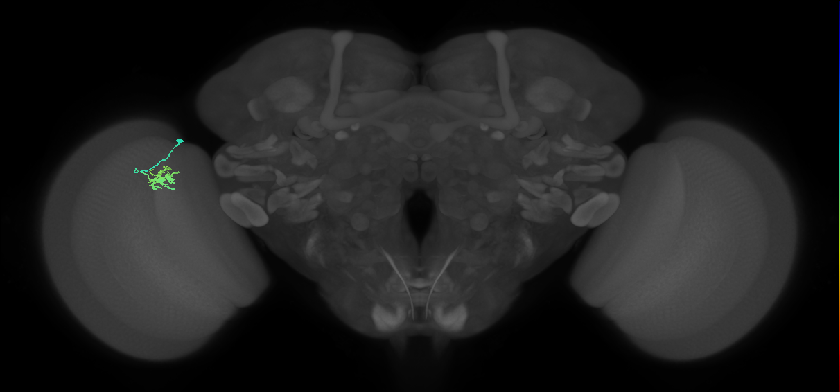 Dm8b_L (MaleCNS:171021)