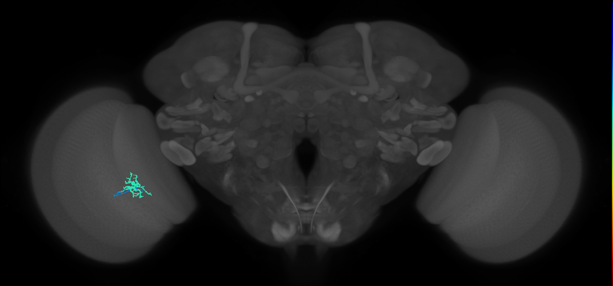 Dm8b_L (MaleCNS:527505)