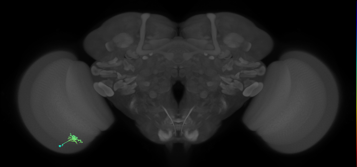 Dm8b_L (MaleCNS:107332)