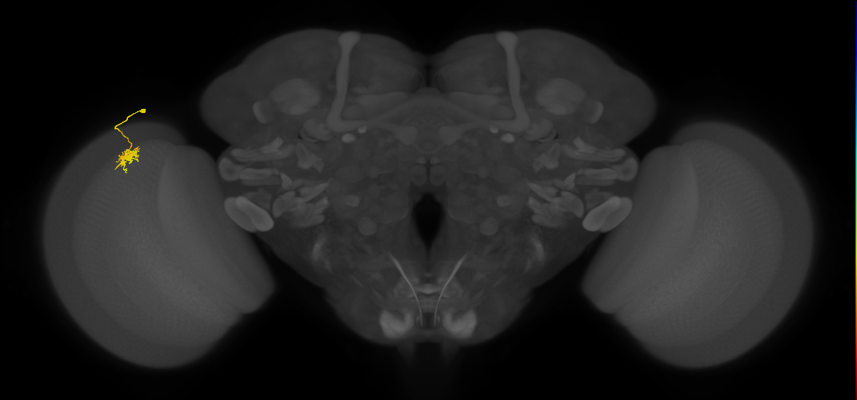 Dm8b_L (MaleCNS:126528)
