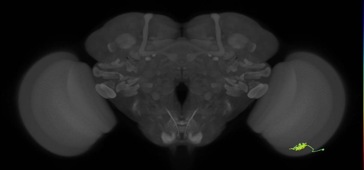 Dm8b_R (MaleCNS:67023)