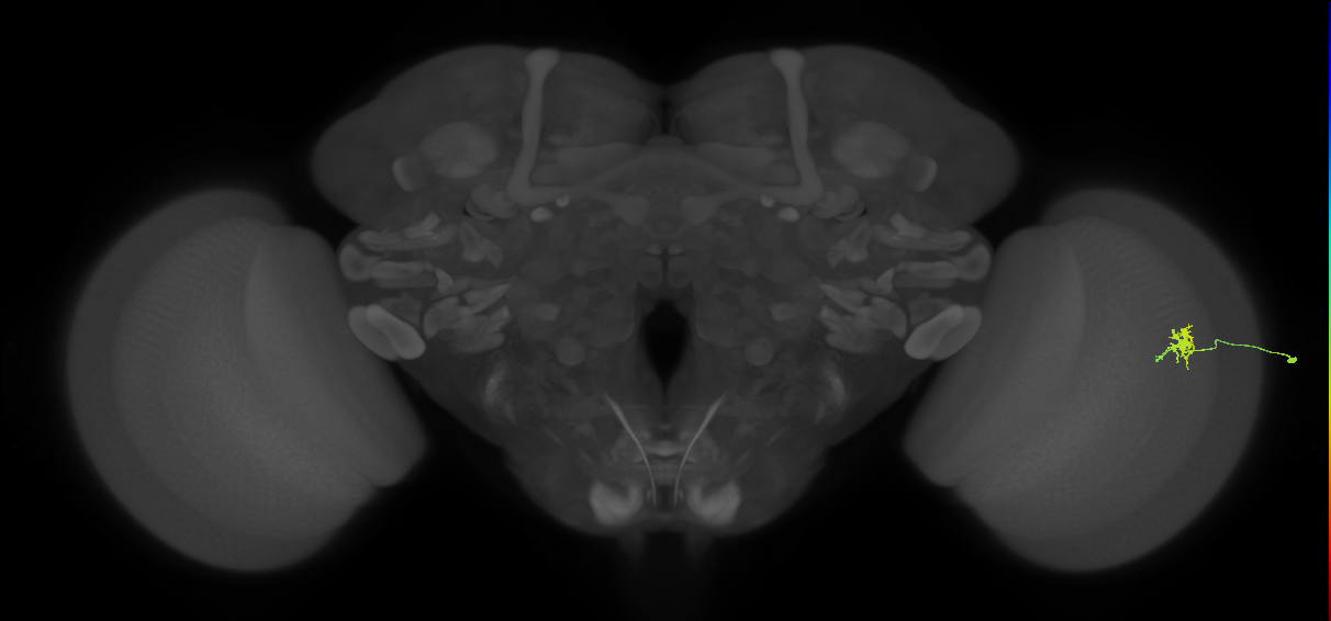Dm8b_R (MaleCNS:132029)