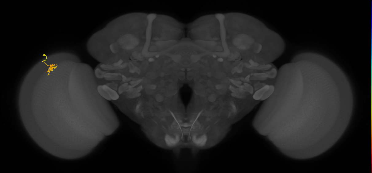 Dm8b_L (MaleCNS:68573)