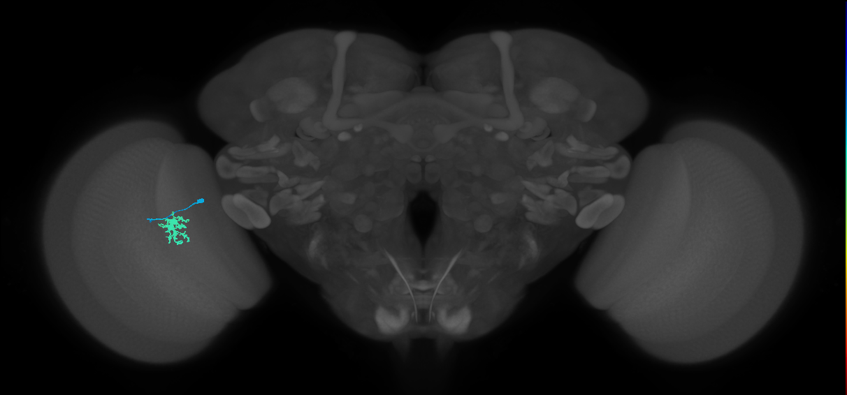 Dm8b_L (MaleCNS:77467)