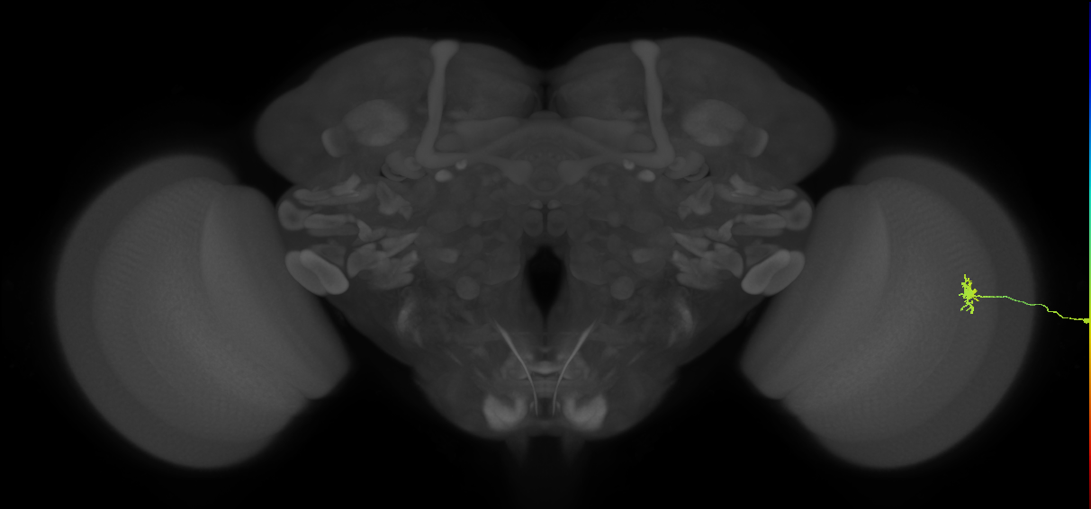 Dm8b_R (MaleCNS:160433)