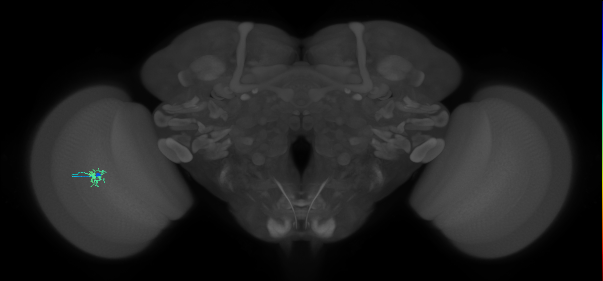 Dm8b_L (MaleCNS:46410)