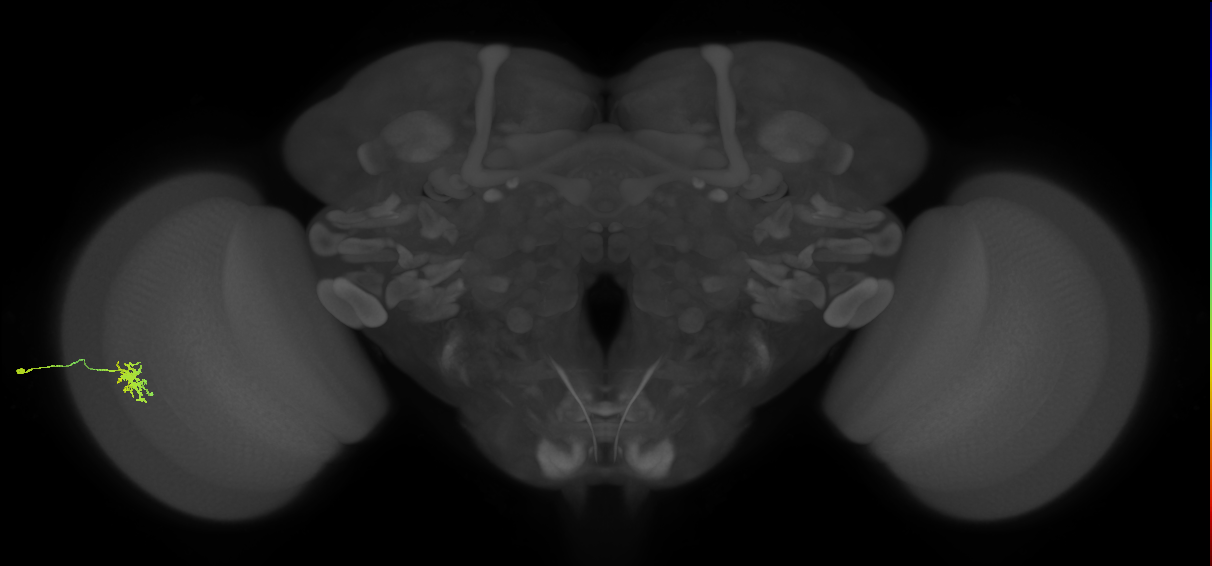 Dm8b_L (MaleCNS:72903)
