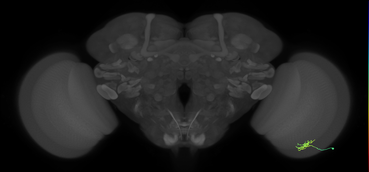 Dm8b_R (MaleCNS:100120)