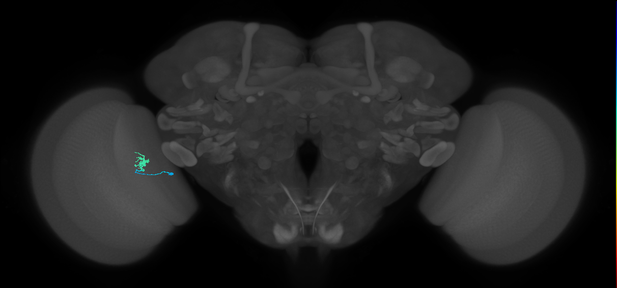 Dm8b_L (MaleCNS:190285)