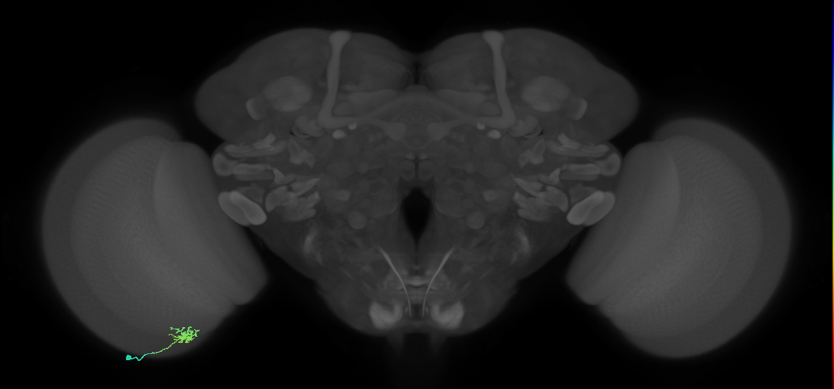 Dm8b_L (MaleCNS:96526)