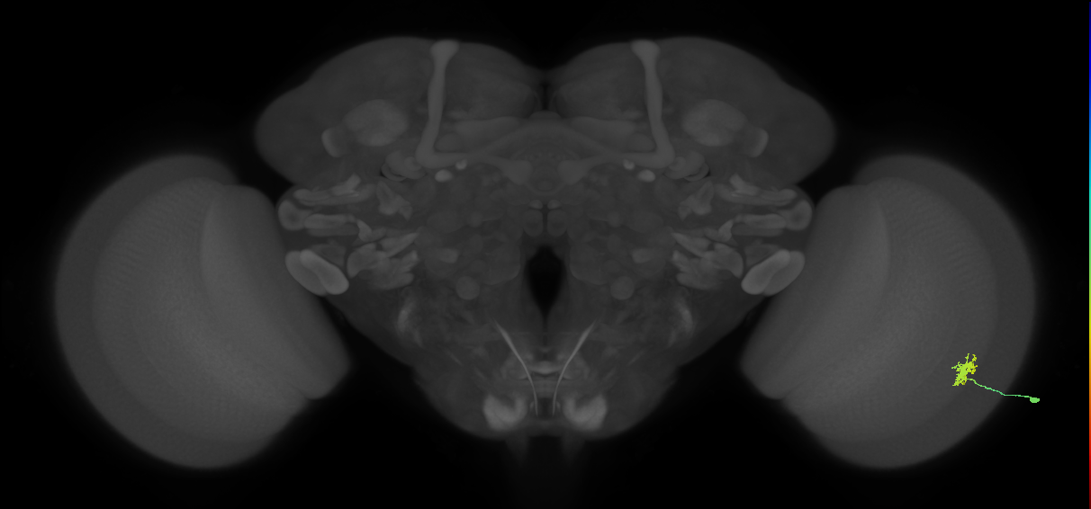 Dm8b_R (MaleCNS:557274)