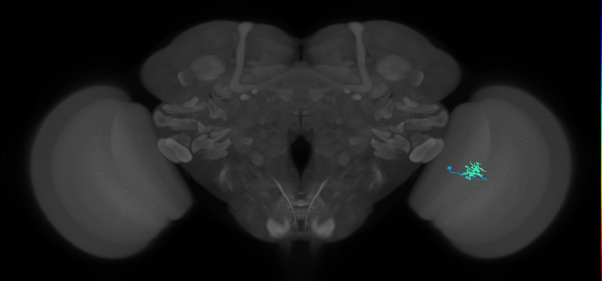 Dm8b_R (MaleCNS:104278)