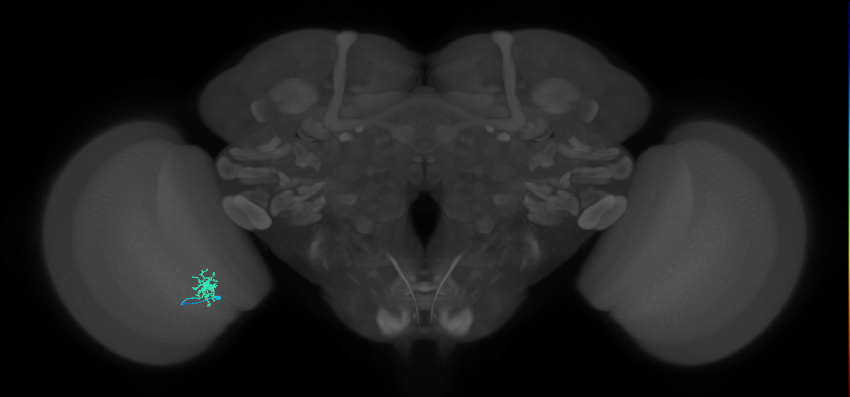 Dm8b_L (MaleCNS:89736)