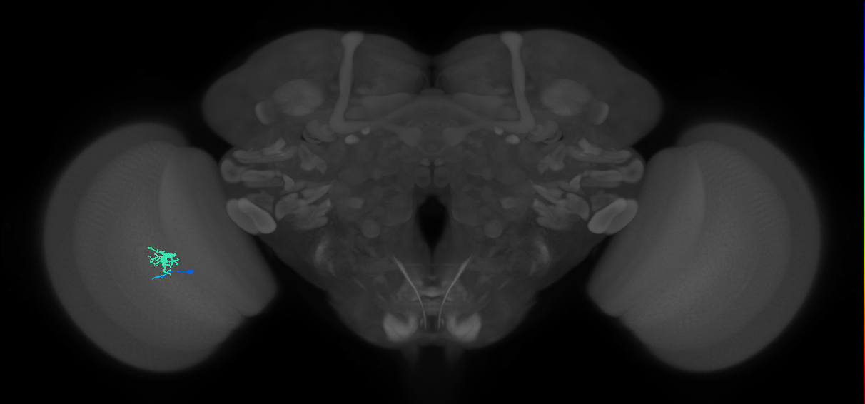 Dm8b_L (MaleCNS:17897)