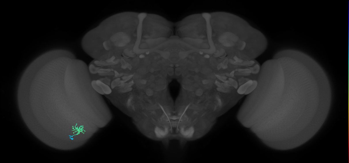 Dm8b_L (MaleCNS:566920)