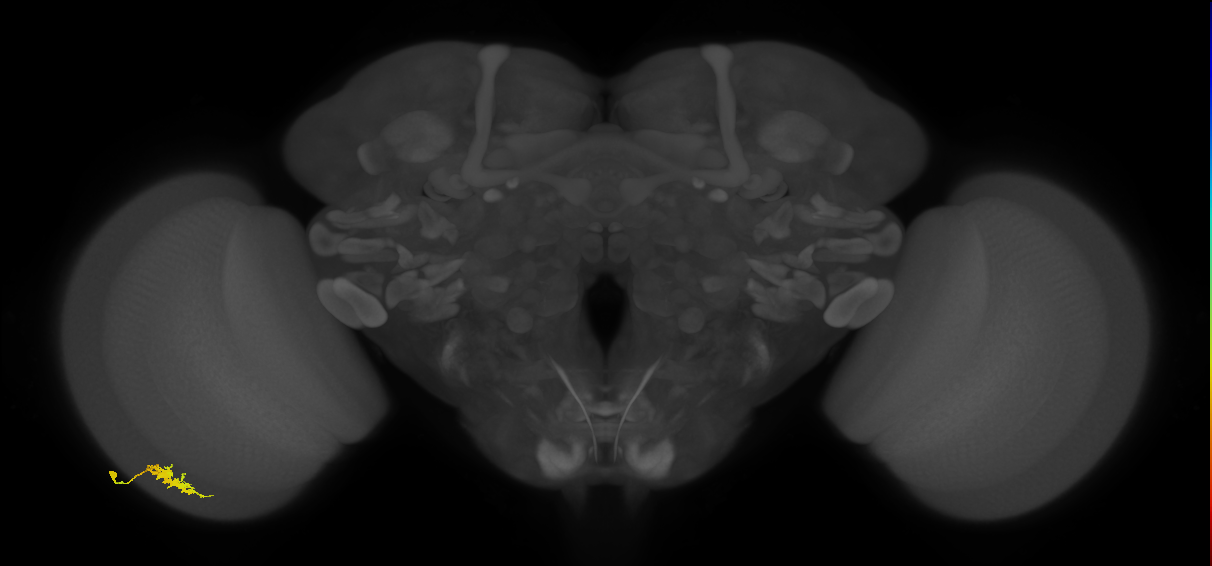 Dm8b_L (MaleCNS:51610)