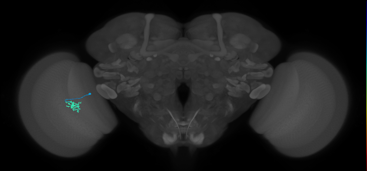 Dm8b_L (MaleCNS:541530)