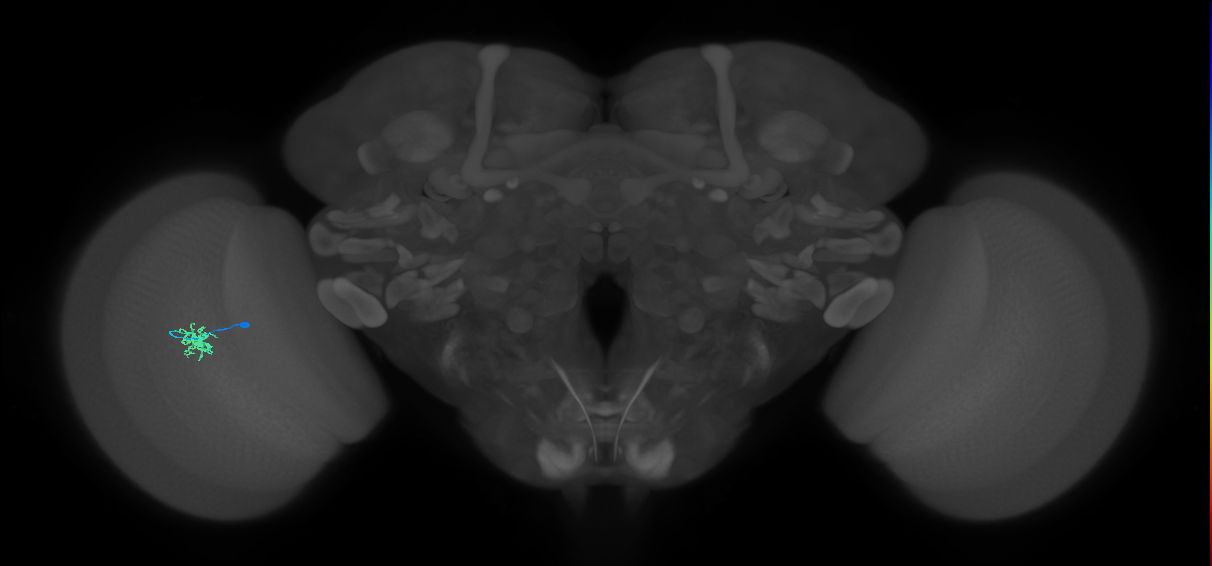 Dm8b_L (MaleCNS:529316)