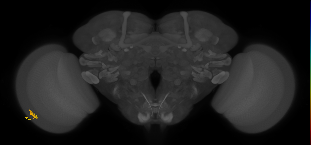 Dm8b_L (MaleCNS:76327)